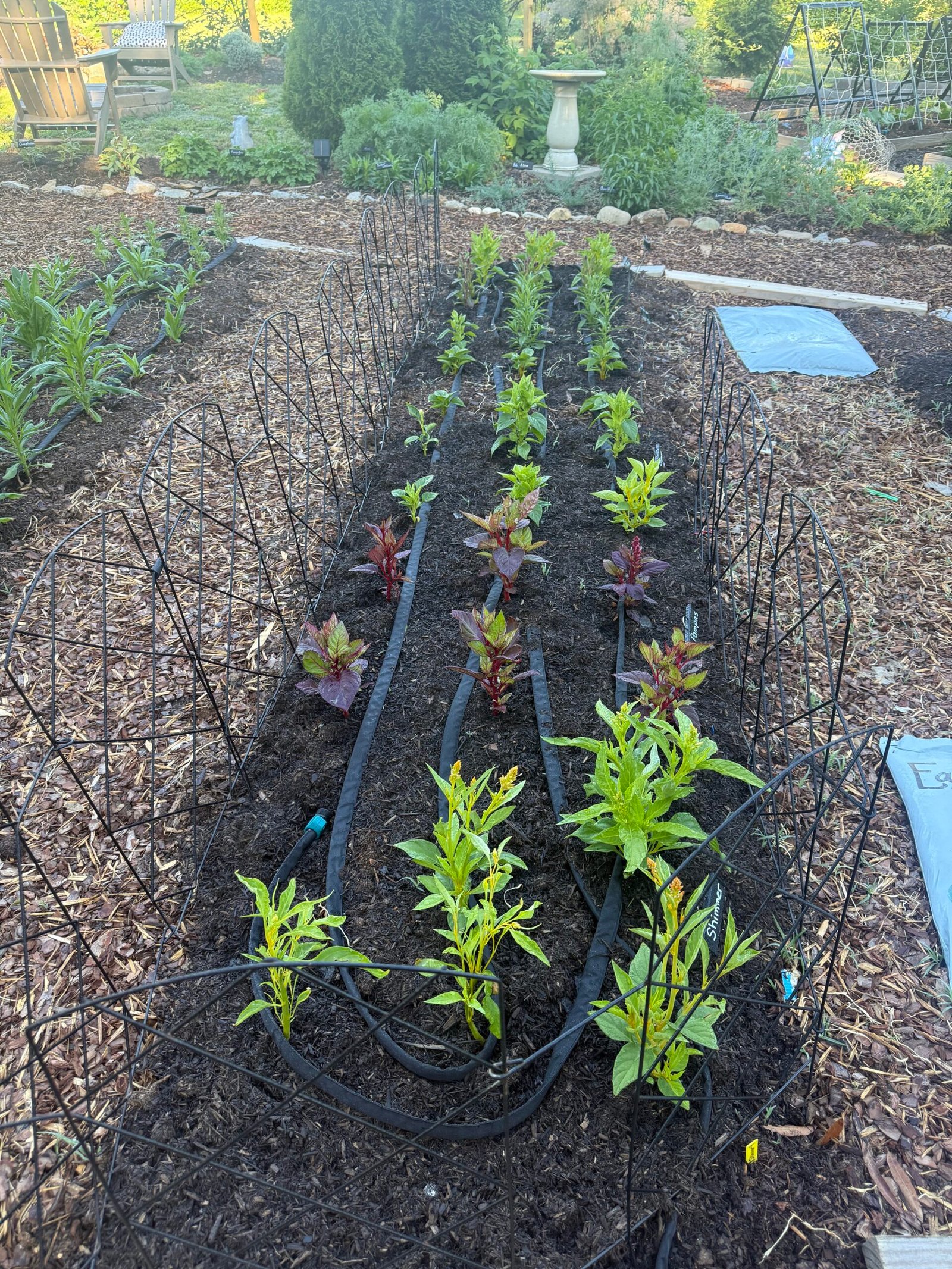 Backyard flower garden