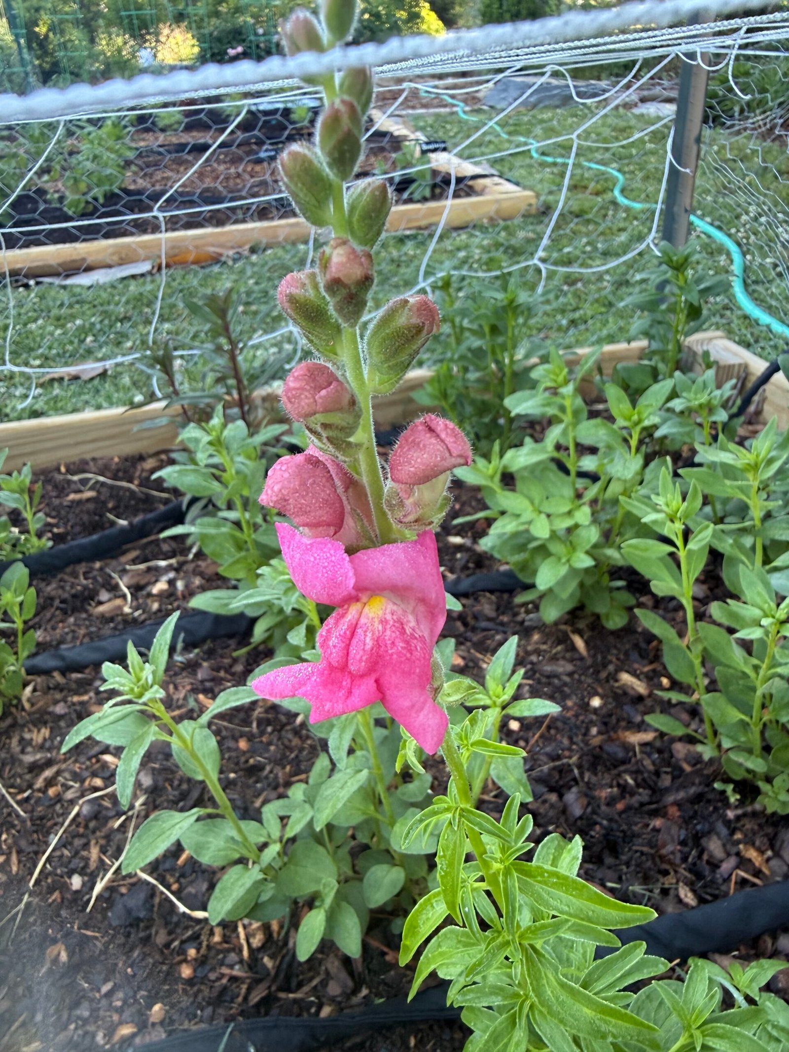 Soft pink blooms