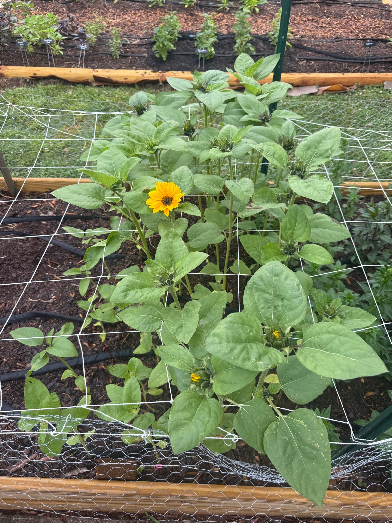 Sunflowers and zinnias